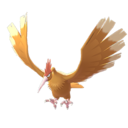 Spearow