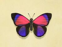 Papillon Agrias