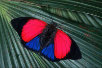 Papillon Agrias