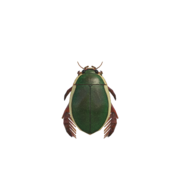 Escarabajo de buceo