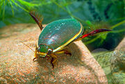 Escarabajo de buceo