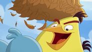 Cache-cache (Angry Birds Toons)