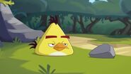 Cache-cache (Angry Birds Toons)