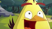 Cache-cache (Angry Birds Toons)