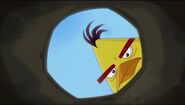 Cache-cache (Angry Birds Toons)