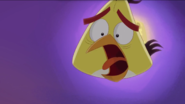 Hide and Seek (Angry Birds Toons)