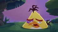 Hide and Seek (Angry Birds Toons)