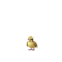 Pidgeot