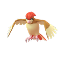 Pidgeot