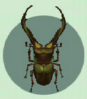 Cyclommatus Stag Beetle