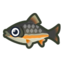 Poisson (Nouveaux Horizons)