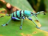 Escarabajo del gorgojo azul