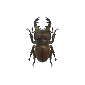 Miyama beetle
