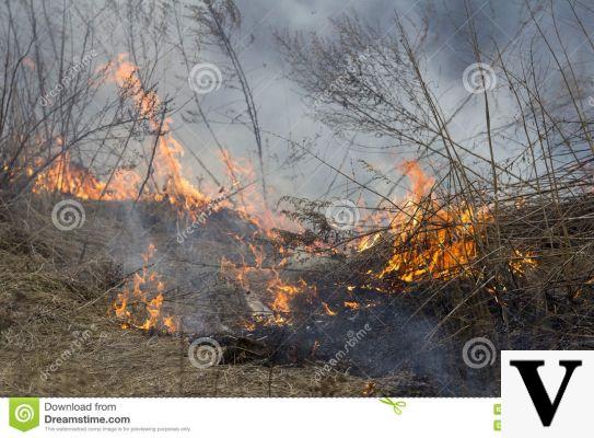 Fuego arrastrándose