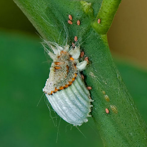 Jus d'insectes