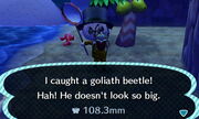 scarabée goliath