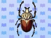 scarabée goliath