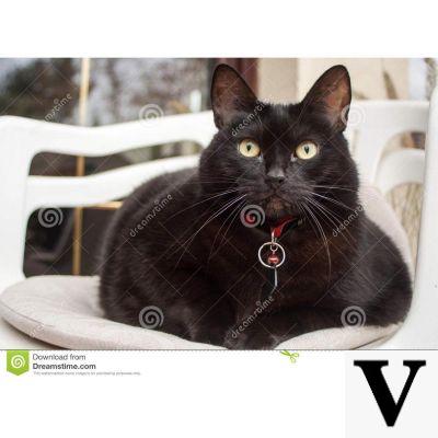 Collier Chat Noir