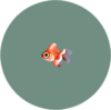 peixe-dourado