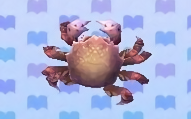Crabe de crin