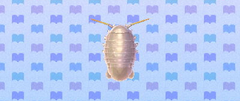 Isopode géant
