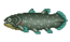 coelacanthe
