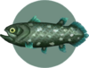 coelacanthe