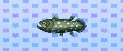 coelacanthe