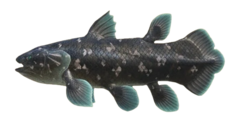 coelacanthe