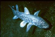 coelacanthe