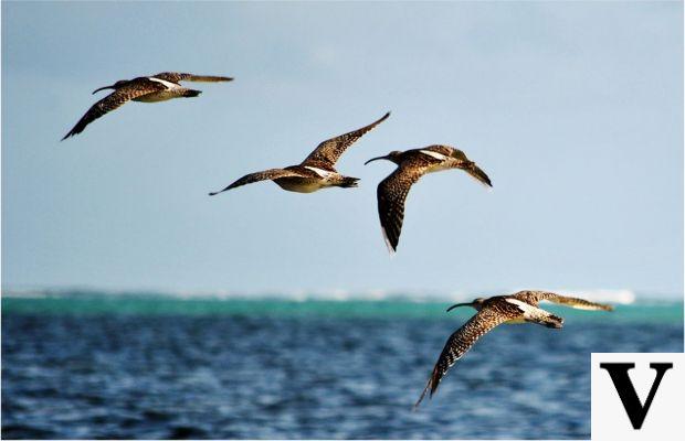 Voici venir les oiseaux