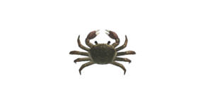Sangai Crab