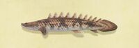 Bichir ensillado