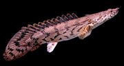 Bichir ensillado