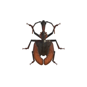 Violin Beetle