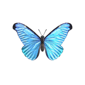 Celestial Butterfly