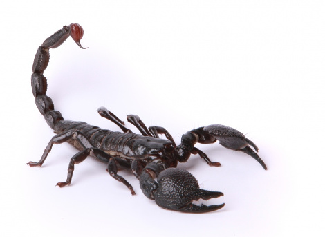 Scorpion FAV