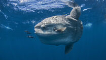 Poisson lune