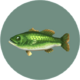 Poisson (City Folk)