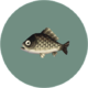 Poisson (City Folk)