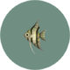 Poisson (City Folk)