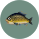 Poisson (City Folk)