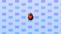 Coccinelle tachetée