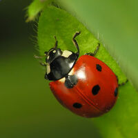 Coccinelle tachetée