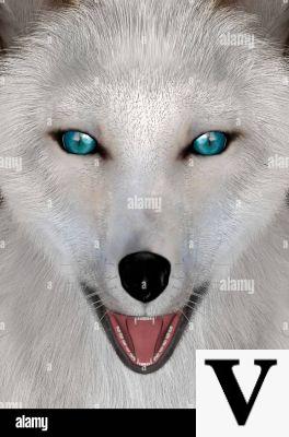 Arctic Fox Head