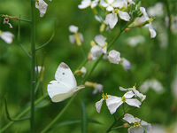 Borboleta comum