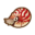 Nautilus de cámara