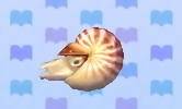 Nautilus de cámara