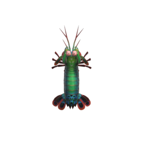 Mantis lobster