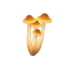 Champignon